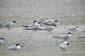 Tern, Common 2004-08032420 South Beach, Chatham, MA